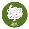 Small Intestines